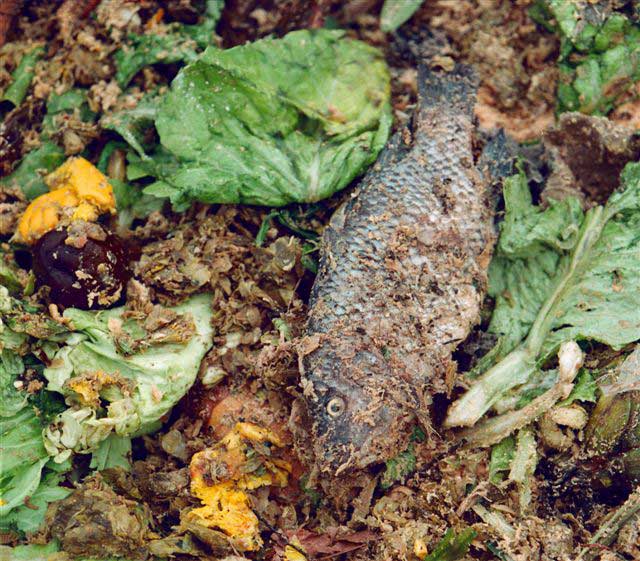 Quantum Biopower EPA _ Food Waste to Energy _ Fish-Scrap.jpg